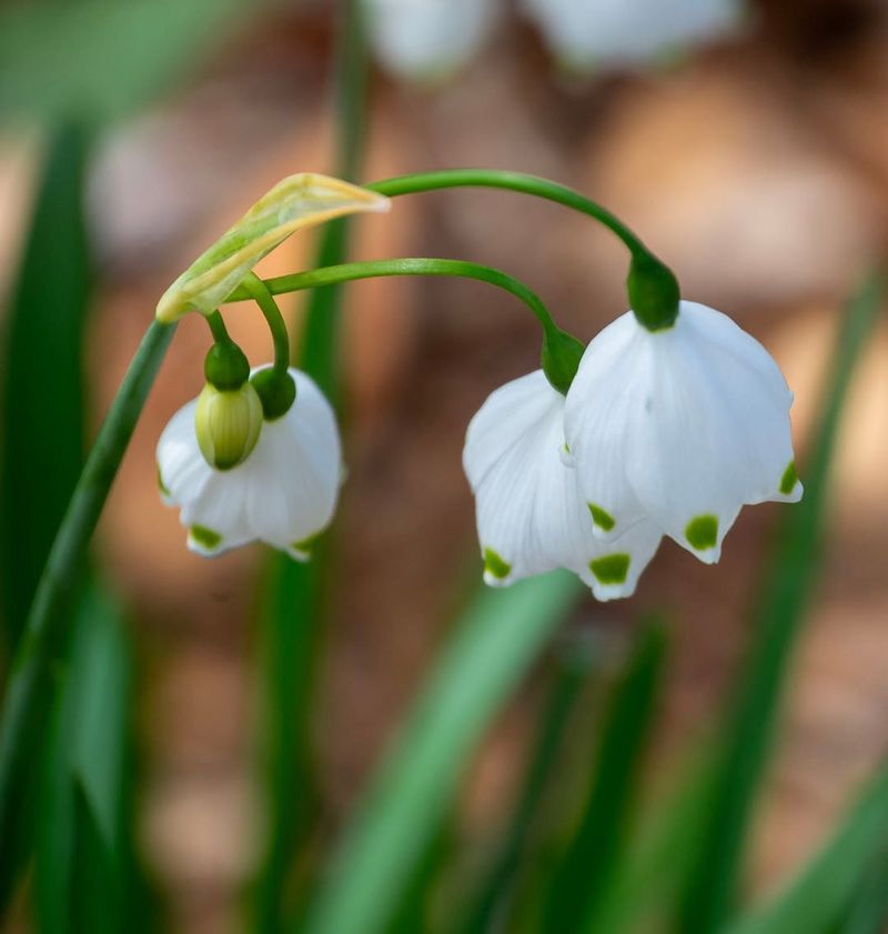 Leucojum