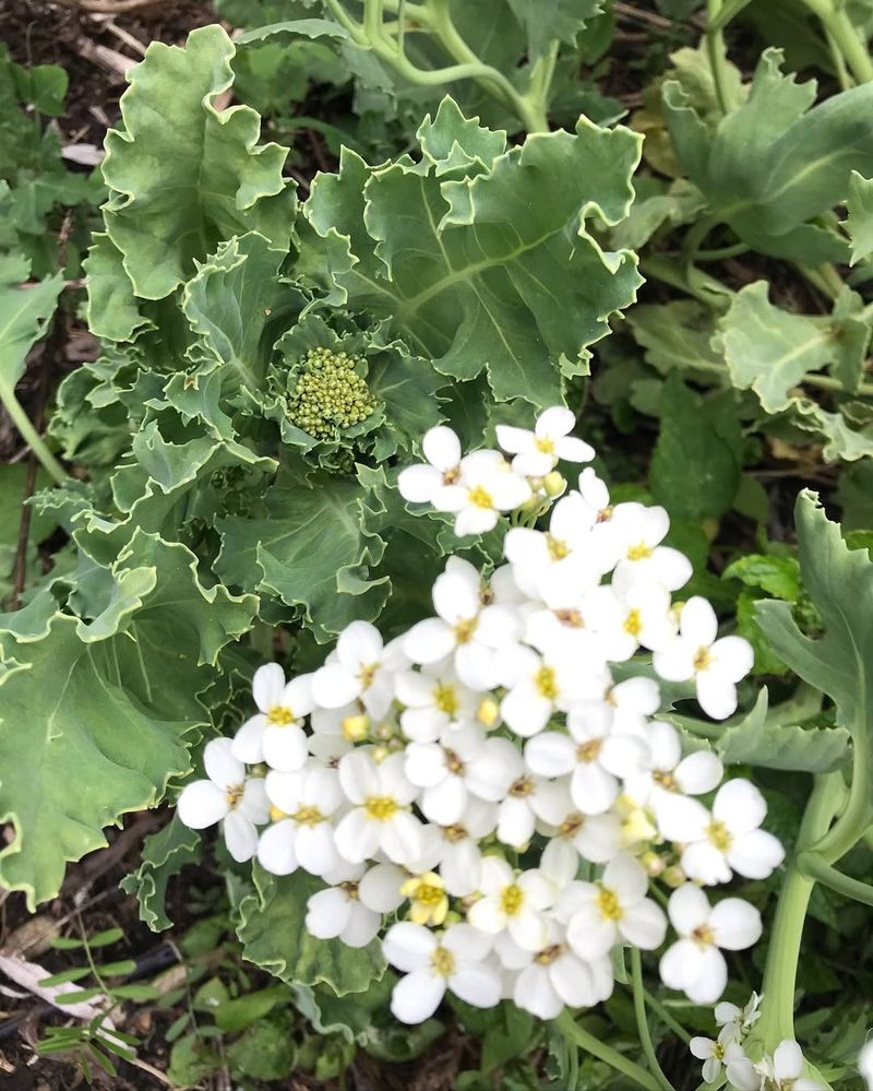 Sea Kale