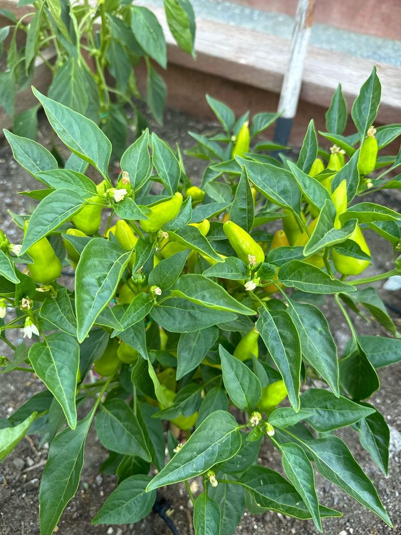 Fresno Pepper