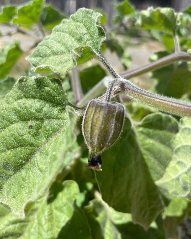 Cape Gooseberry (Physalis peruviana)