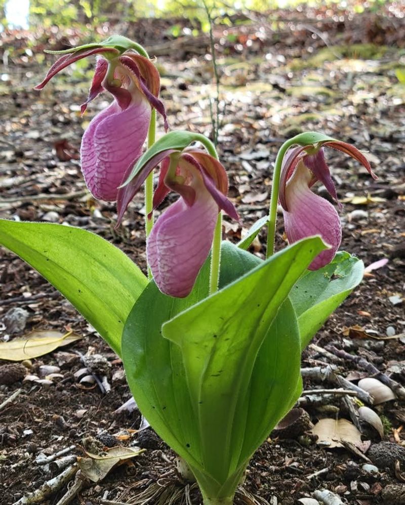 Lady’s Slipper Orchid