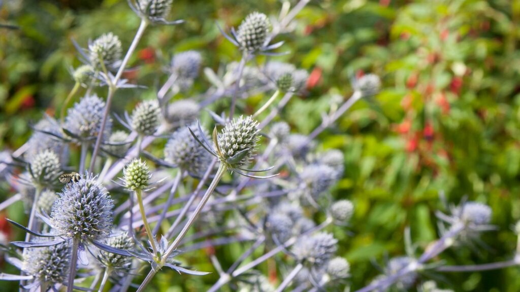 Sea Holly