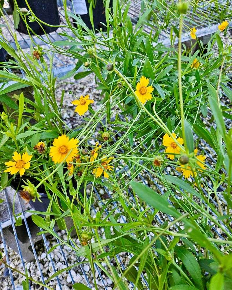 Dwarf Coreopsis