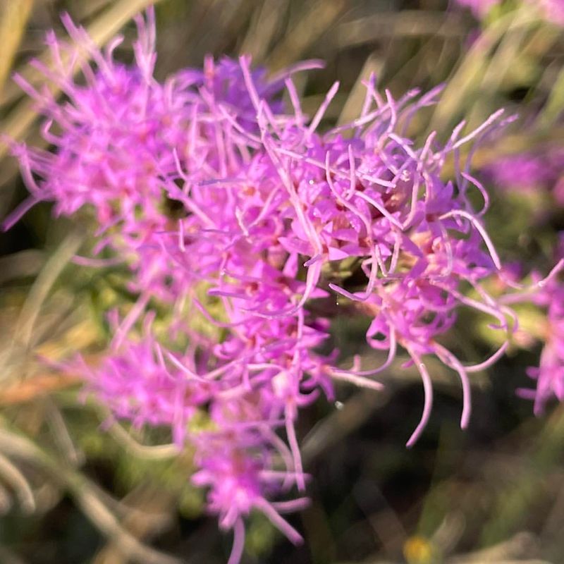 Liatris