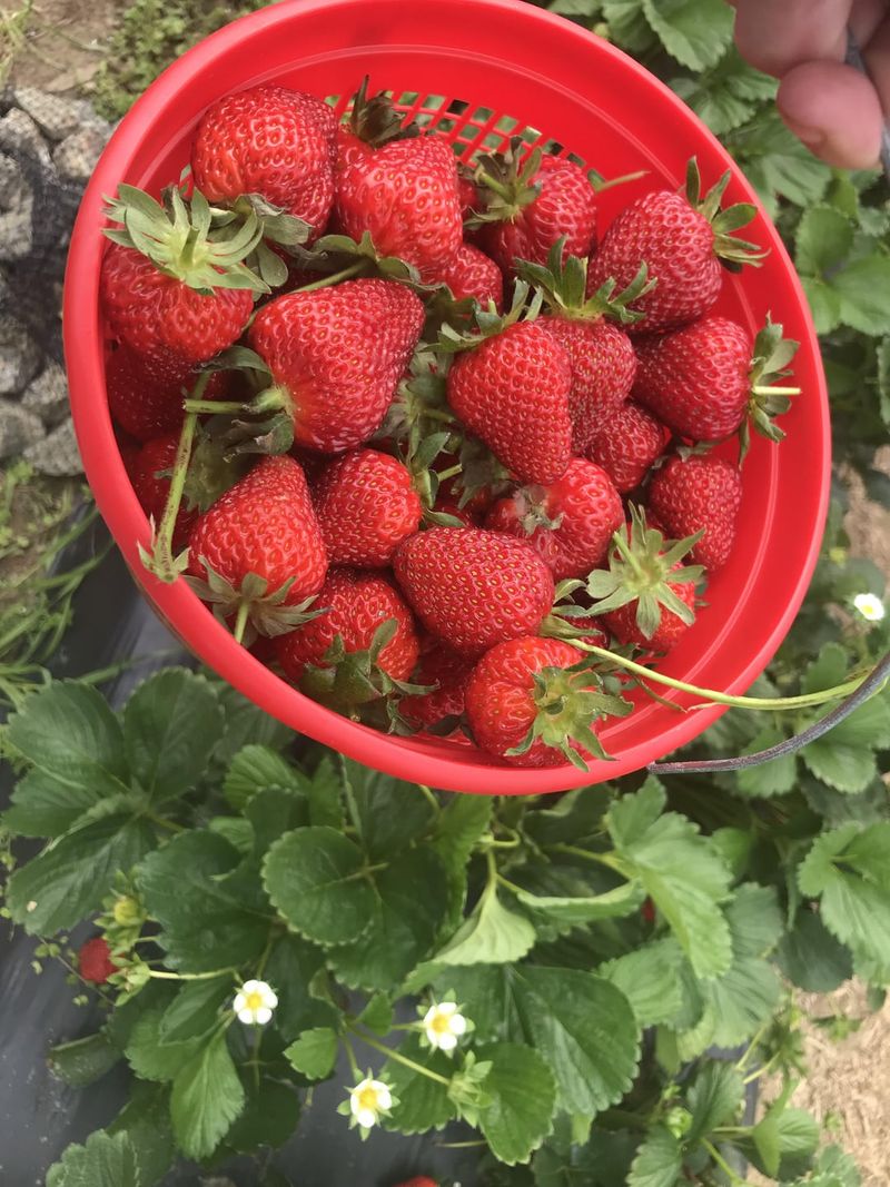 Chandler – Juicy And Aromatic