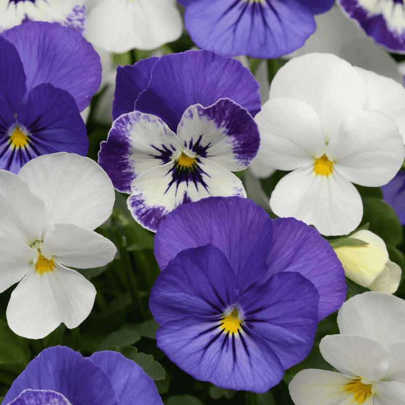 Encouraging More Blooms