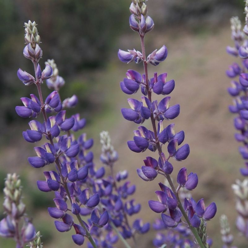 Lupine (Lupinus spp.)