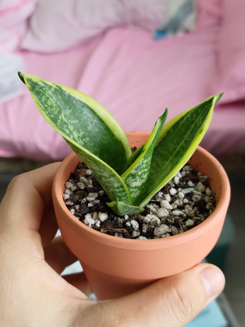 Snake Plant