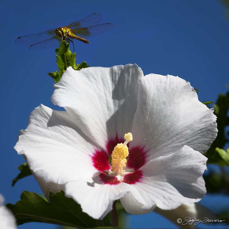 Hibiscus