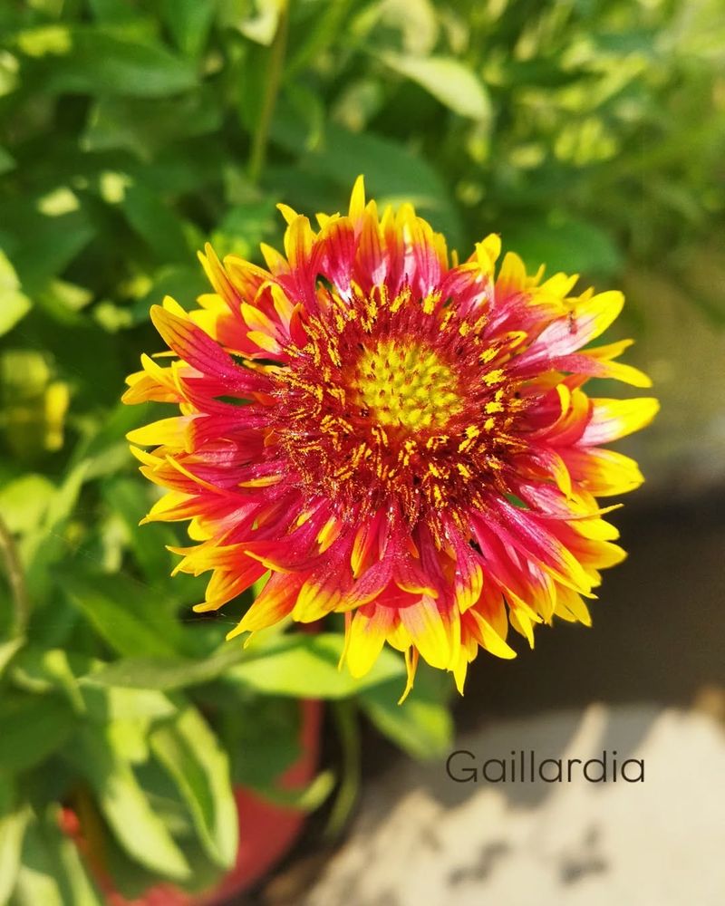 Gaillardia