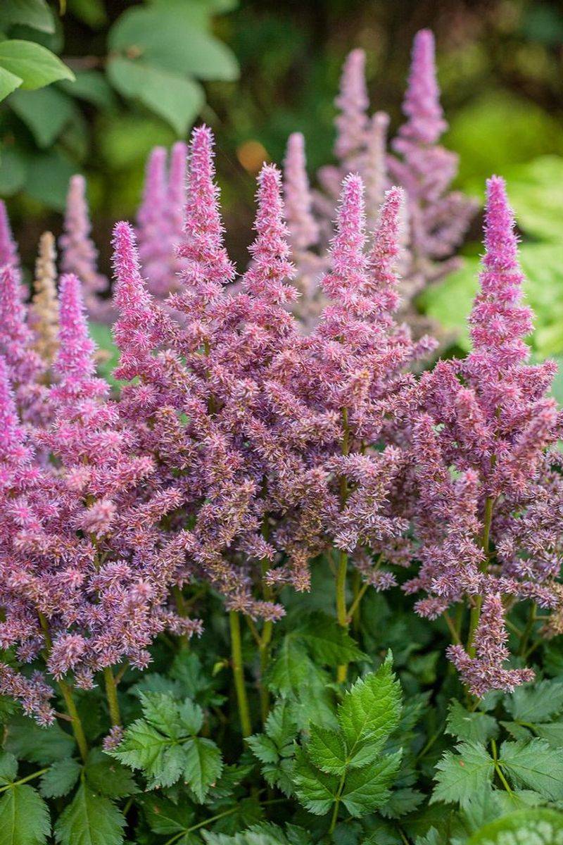 Astilbe