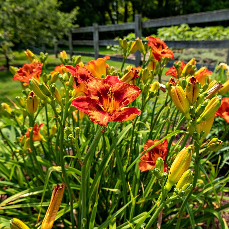 Daylilies