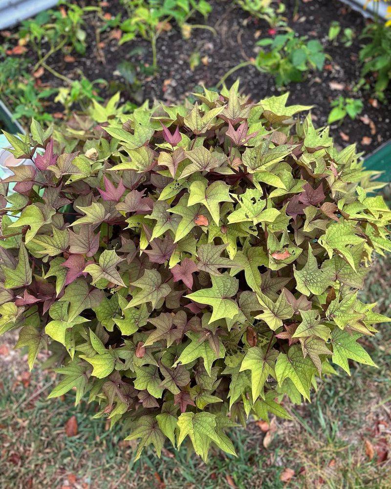 Sweet Potato Vine