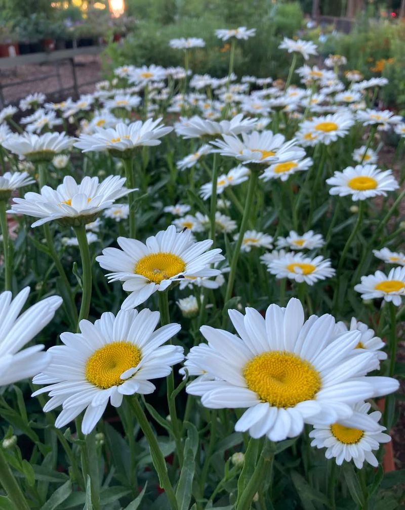 Shasta Daisy (Leucanthemum)