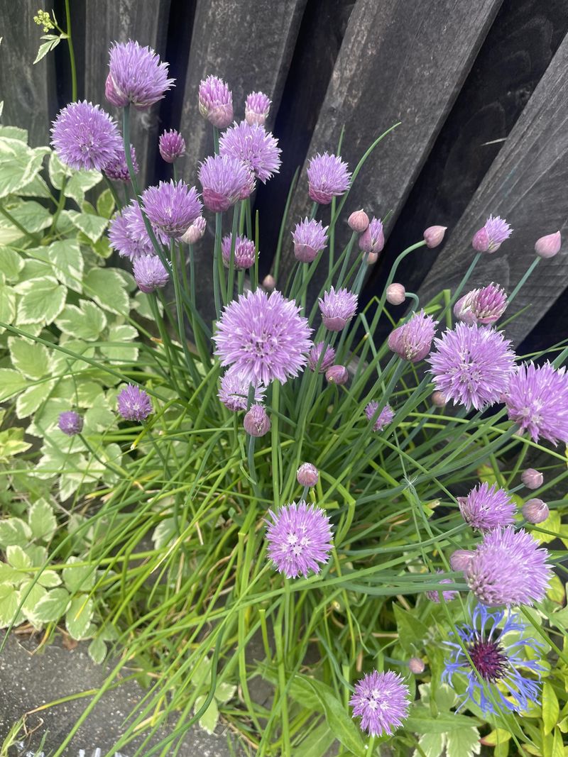 Chives (Allium schoenoprasum)