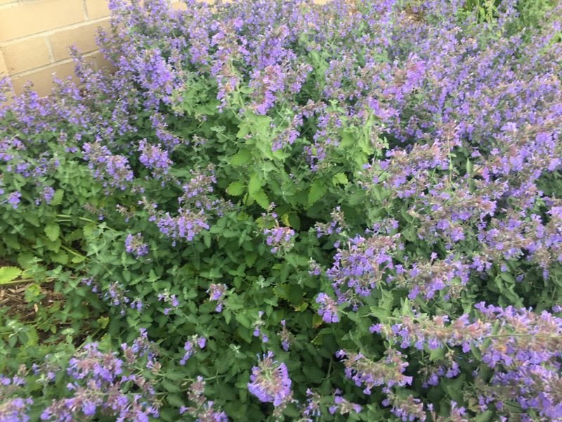 Russian Sage (Perovskia atriplicifolia)