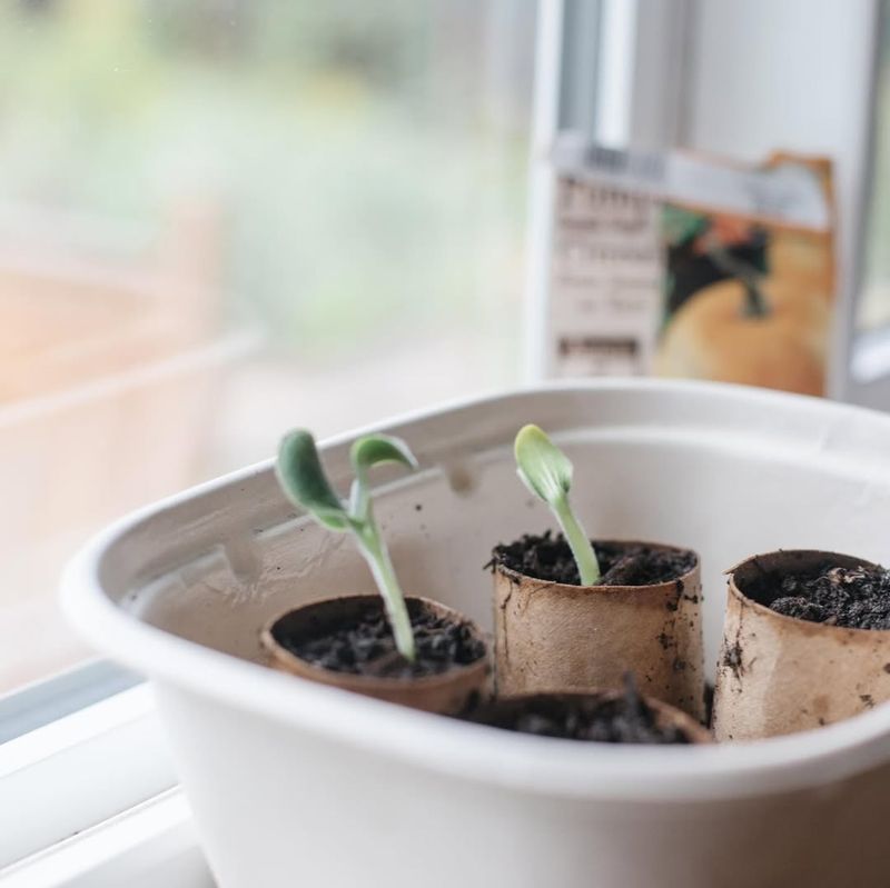 Window Sill Gardens