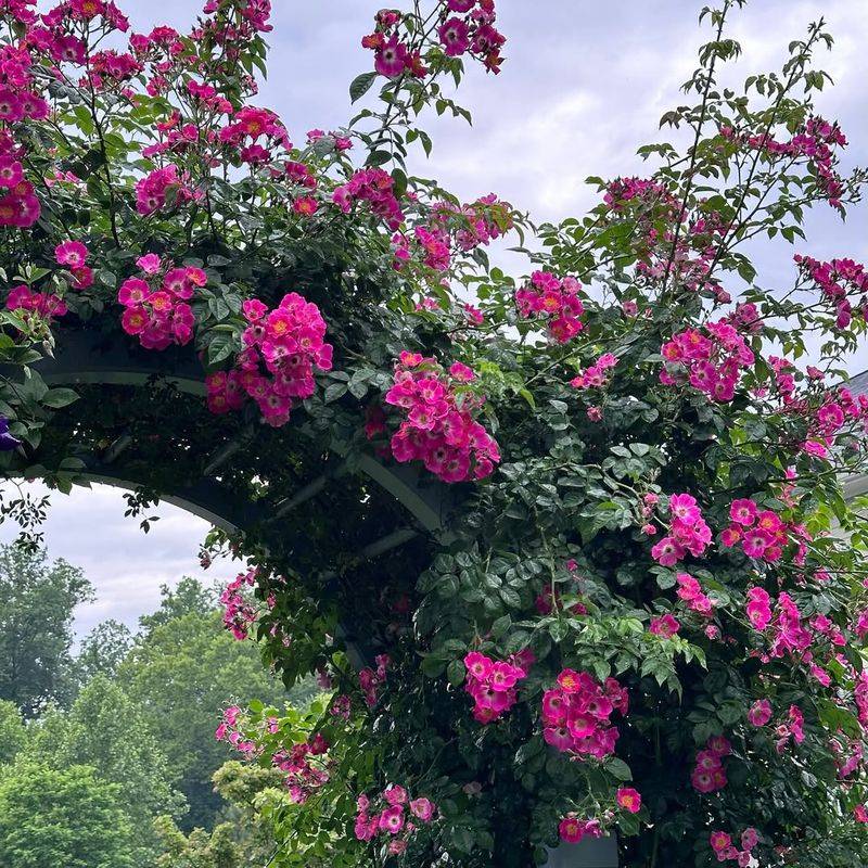 Provide Support for Climbing Roses