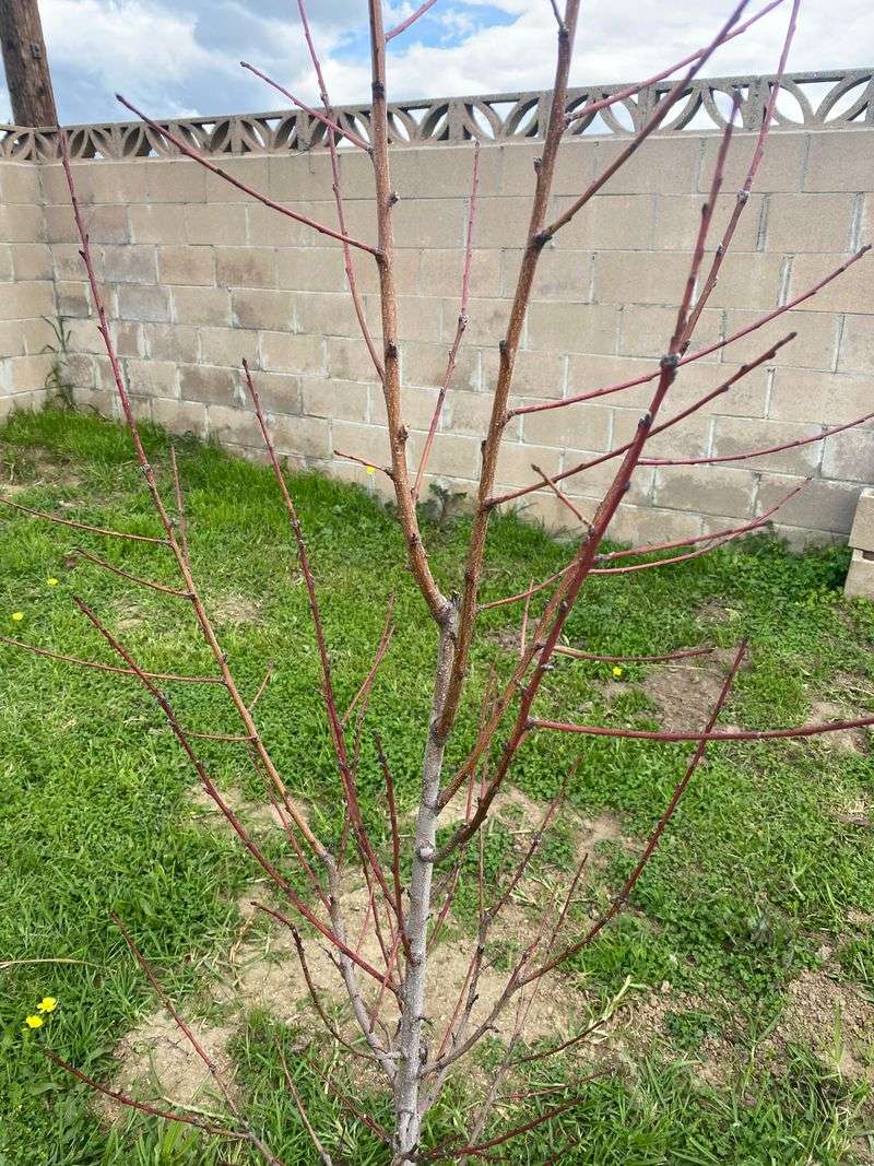 Identify Dead or Diseased Branches