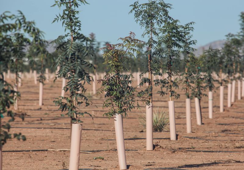 Planting Season