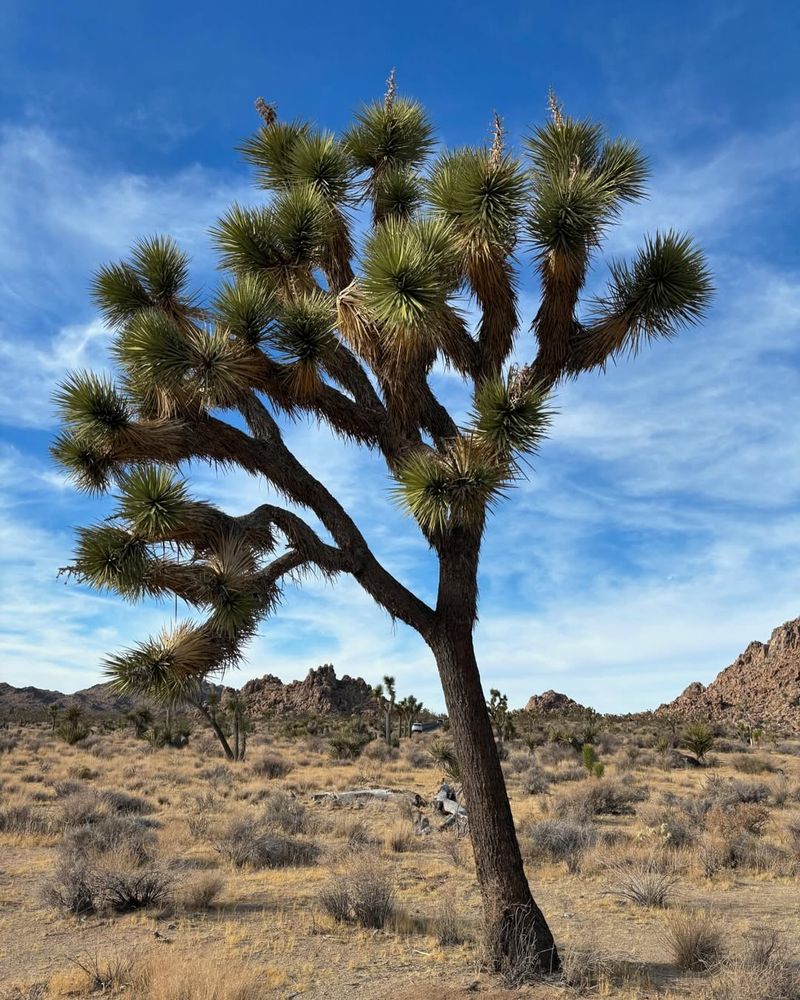 Joshua Tree