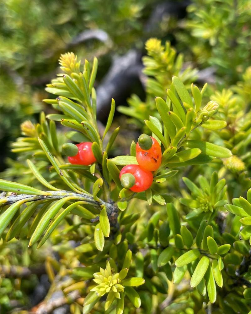 Podocarpus (Podocarpaceae)