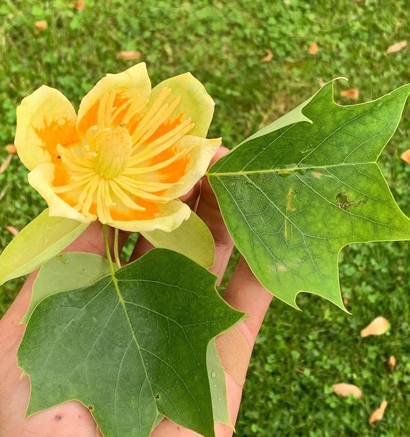 Tulip Tree (Liriodendron Tulipifera)