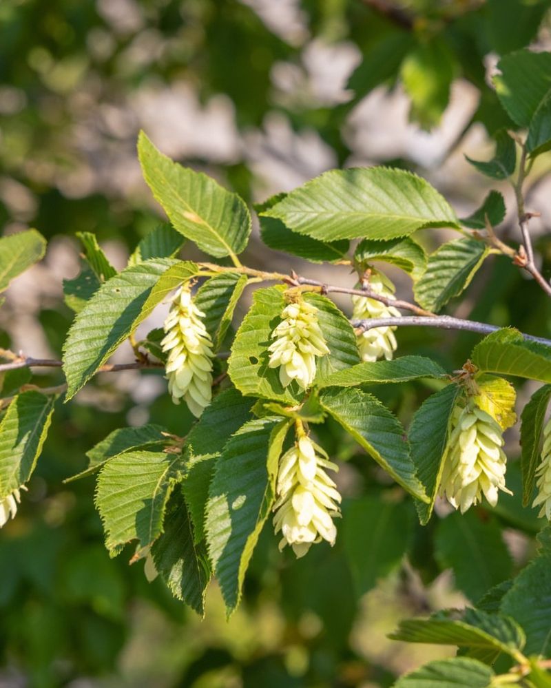 American Hornbeam Thrives in Tough Conditions with Graceful Foliage