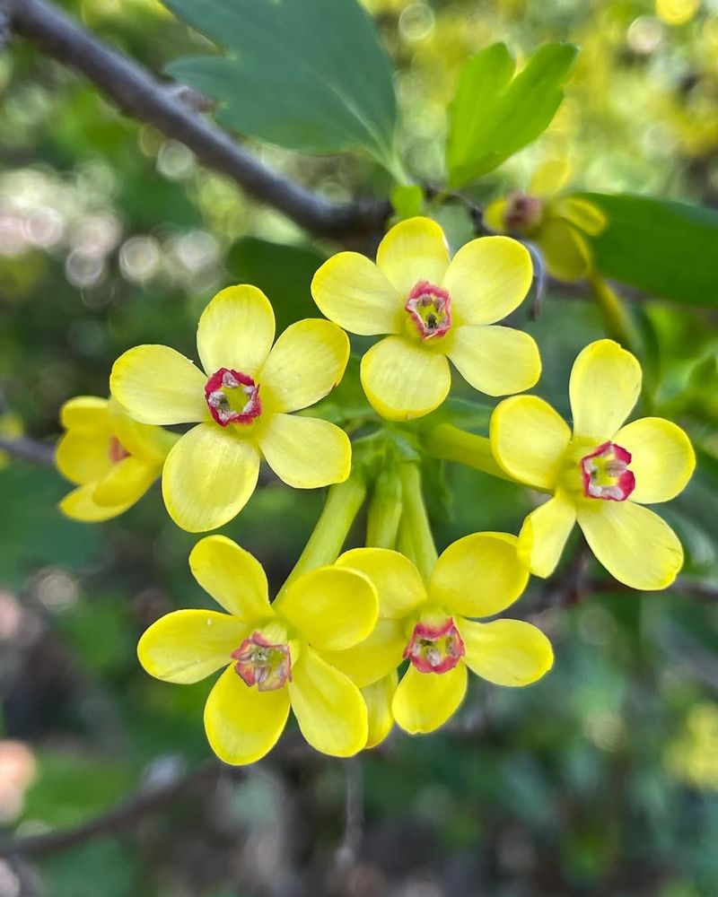 Golden Currant