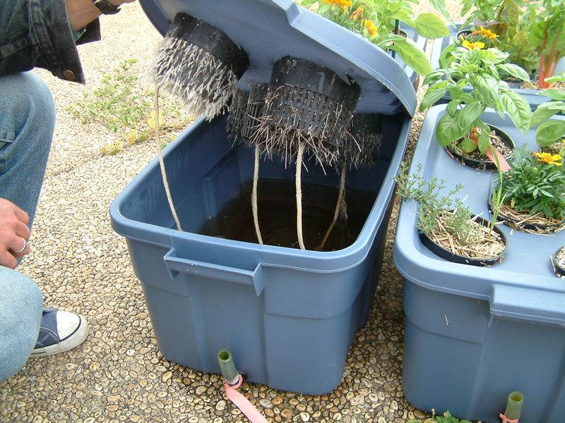 Set Up a DIY Hydroponic Garden