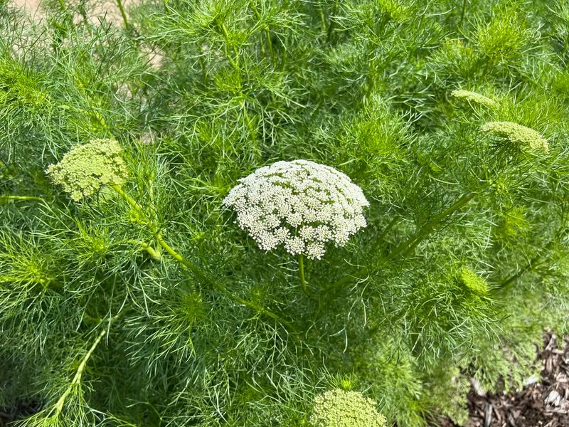 Incorporate Queen Anne's Lace