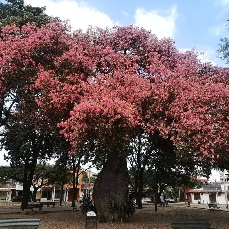 Toborochi Tree