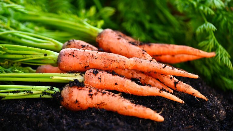 carrots with dirt