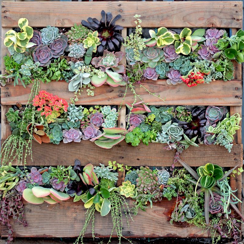 Wooden pallet plant wall