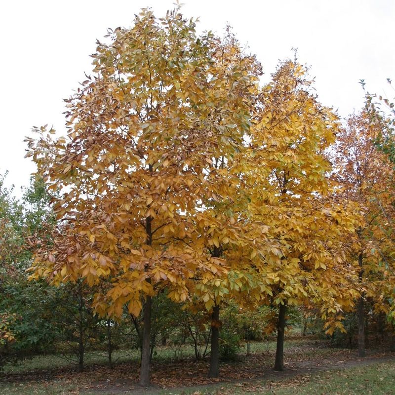 Shellbark Hickory (Carya Laciniosa)