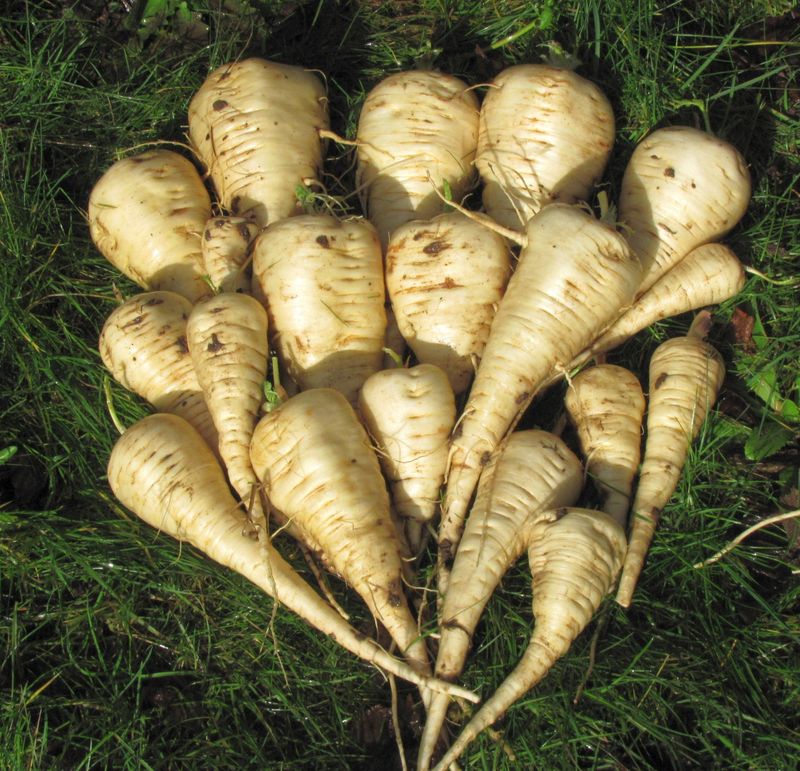 Parsnips