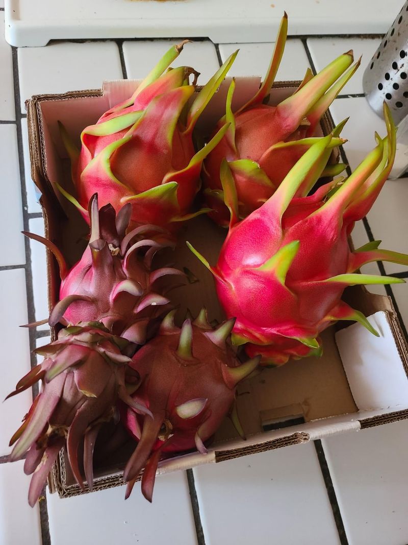 Exploring Dragon Fruit Varieties