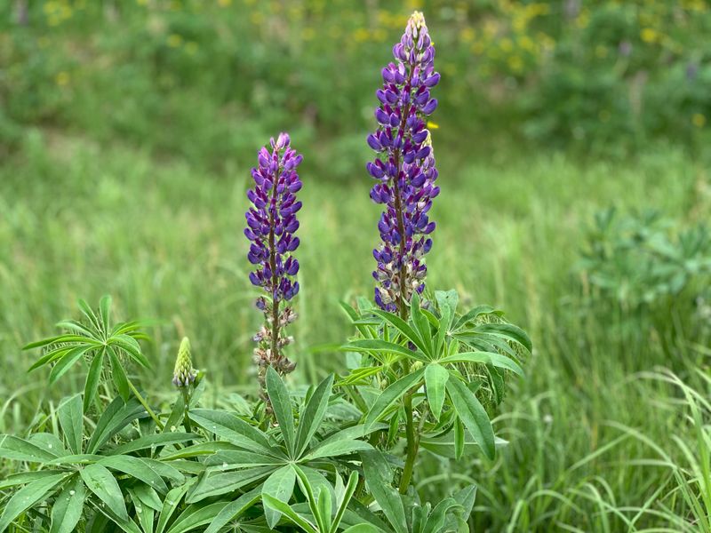 Lupines