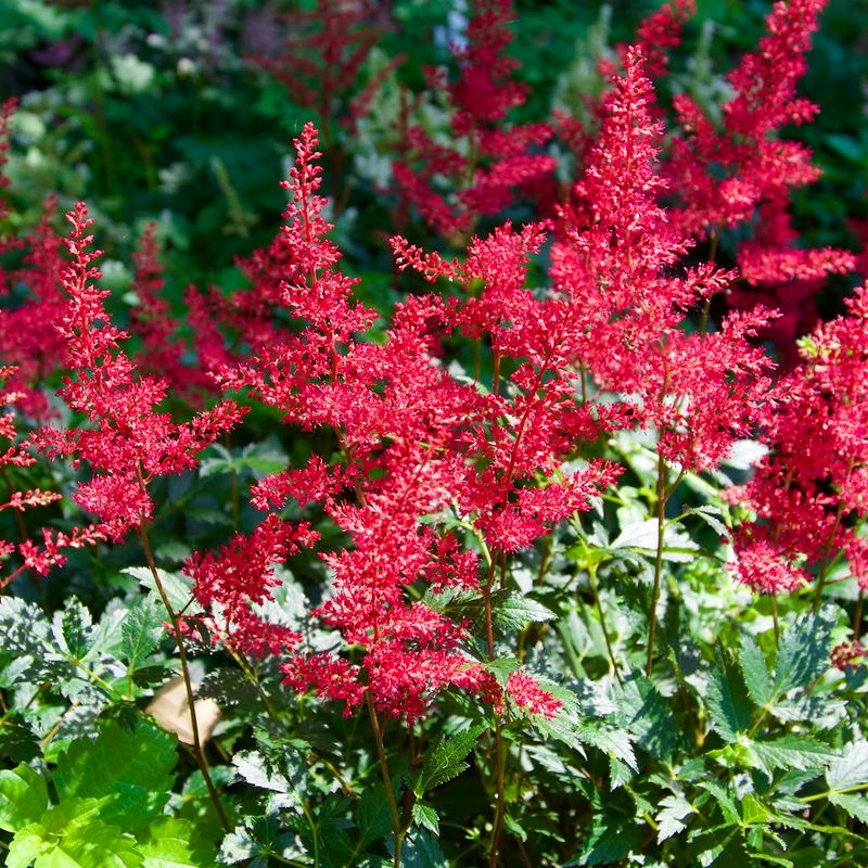 Astilbe