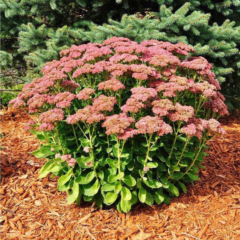 Autumn Joy Sedum