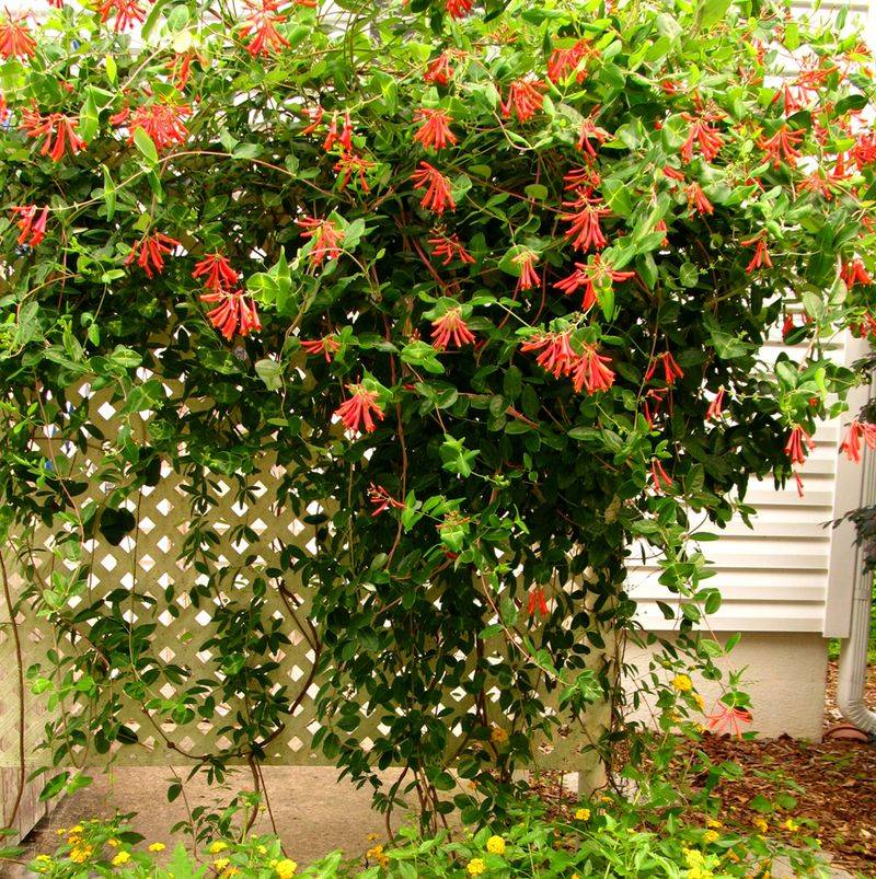 Coral Honeysuckle