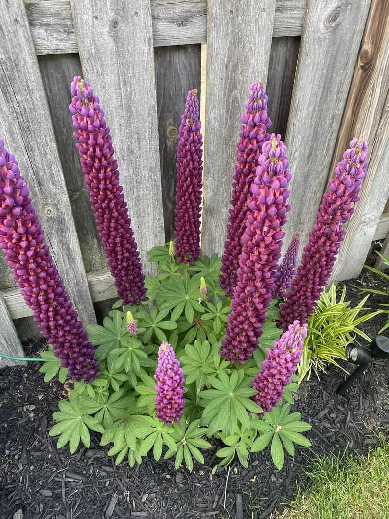 Lupine