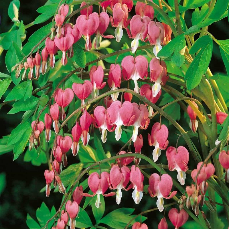 Bleeding Heart