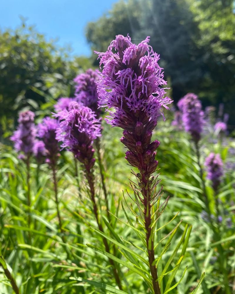 Blazing Star (Liatris Spicata)