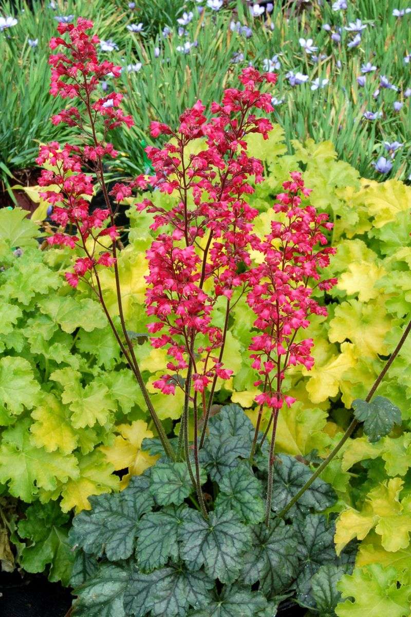 Coral Bells (Heuchera)
