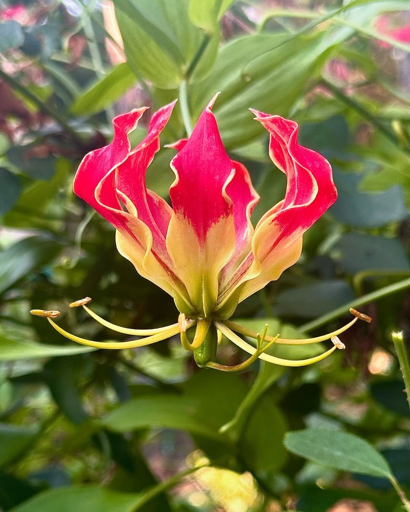 Fire Lily