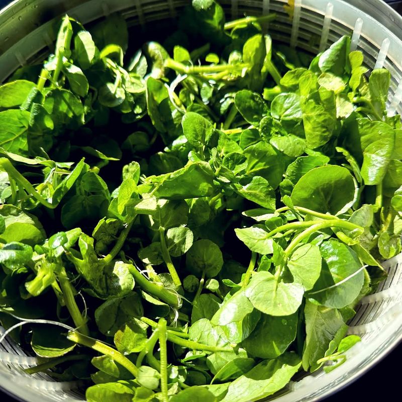 Watercress