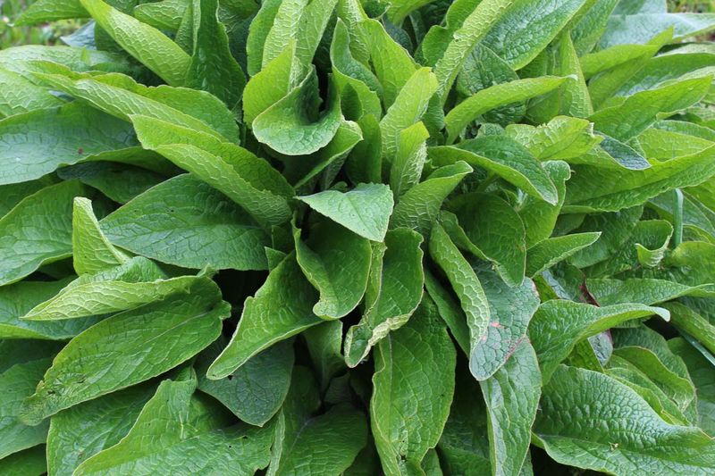 Comfrey Leaves