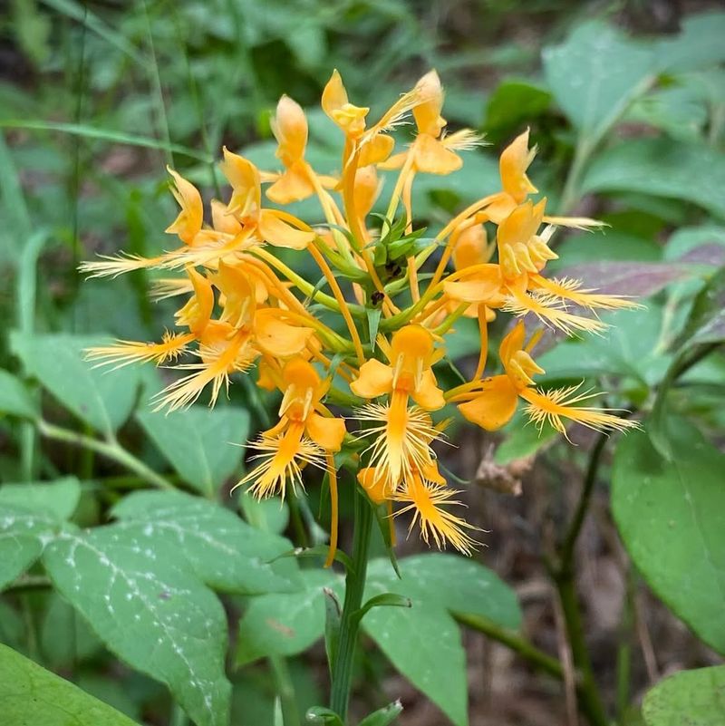 Yellow Fringed Orchid