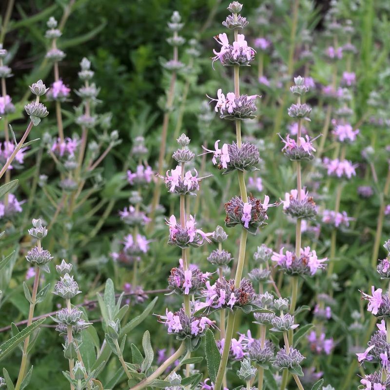 Purple Sage